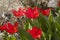 The red tulips Kaufman Tulipa kaufmanniana