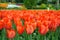 Red tulips, Keukenhof gardens