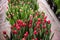 Red tulips kung fu variety with green leaves grow in the ground in a box on the floor indoors