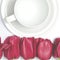 red tulips lie on a white background near the white coffee cup, which stands on a white saucer