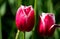 Red tulips lined in white