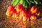 Red tulips on mosaic table.