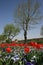 Red tulips opposite historical Topkapi City Walls, in Istanbul