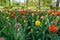 Red Tulips Outdoor, Spring Tulipa Flowers