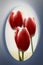 Red tulips in oval Medallion
