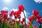 Red tulips over blue sky