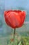 Red tulips Oxford blooming close up