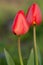 Red tulips Oxford blooming close up