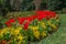 Red tulips with pansies together