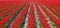 Red Tulips in Parallel Rows