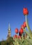 Red Tulips - Peace Tower