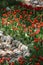 Red tulips in the Persian garden