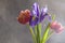 Red tulips and purple iris on gray background. Still life in the style of minimalism