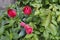 Red tulips and roses curling bush