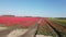 Red tulips in rows on a flower bulb field on the Island Goeree Overflakke.