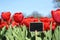 Red tulips. Spring in the garden, flowering flowers.