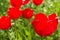 Red tulips on the spring meadow, backlit