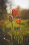 Red tulips at sunset