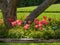 Red tulips surround a tree trunk