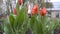 Red tulips swing in the wind on a flower bed in a city Park. Tulip buds are closed. Closeup. View from below, from