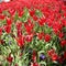 Red Tulips at Topkapi Palace, Istanbul