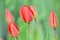 Red Tulips Tulipa Garden Planting Many Stock Photo