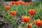 Red Tulips Tulipa Kaufmanniana in flower bed at Easter time