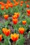 Red Tulips Tulipa Kaufmanniana in flower bed at Easter time