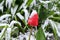 Red tulips under the snow