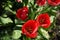 Red tulips \\\'Van Eijk\\\' blooming in the garden in spring. Berlin, Germany