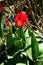 Red tulips \\\'Van Eijk\\\' blooming in the garden in spring. Berlin, Germany