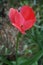 Red tulips \\\'Van Eijk\\\' blooming in the garden in spring. Berlin, Germany