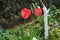 Red tulips \\\'Van Eijk\\\' blooming in the garden in spring. Berlin, Germany