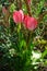 Red tulips \\\'Van Eijk\\\' blooming in the garden in spring. Berlin, Germany