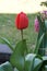 Red tulips \\\'Van Eijk\\\' blooming in the garden in spring. Berlin, Germany