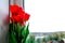 Red tulips in vase on the windowsill bright, country style, in sunlight, bouquet for Easter decoration against an open background