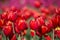 Red tulips in a vibranttulip field