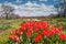 Red Tulips Washington DC Arlington Ridge Park