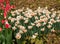 Red tulips and white daffodils, one of the symbols of spring.