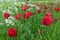 The red tulips and the white flowers on green leaf background