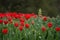 Red tulips and wild flower