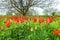 Red tulips in a wild pitch in the weeds