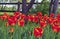 Red tulips with a yellow border in a flowerbed of city park