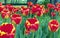 Red tulips with a yellow border in a flowerbed of city park