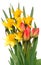 Red tulips and yellow narcissus