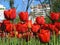 Red tulips on Zhukova Square in Krasnodar, Russia