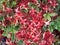 Red Tummy-wood Flowers fall on White Green Leaves