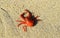 Red Tuna Crab on the Beach at La Jolla Cove in San Diego, California