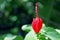 Red Turk`s cap in bloom, Malvaviscus arboreus