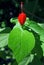 Red Turk`s cap in bloom, Malvaviscus arboreus